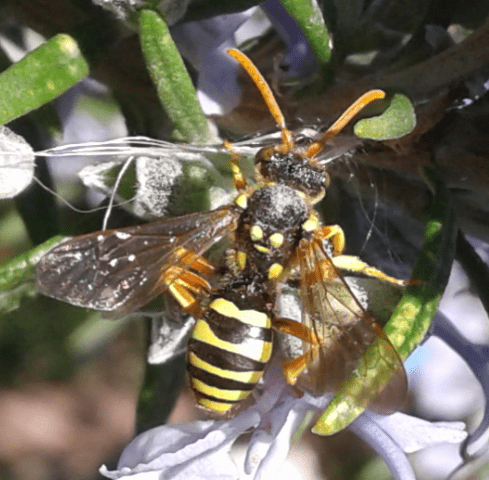Apidae :  Nomada cfr. goodeniana